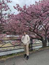Chasing Petals in Kawazu: A Spring Dream Come True!