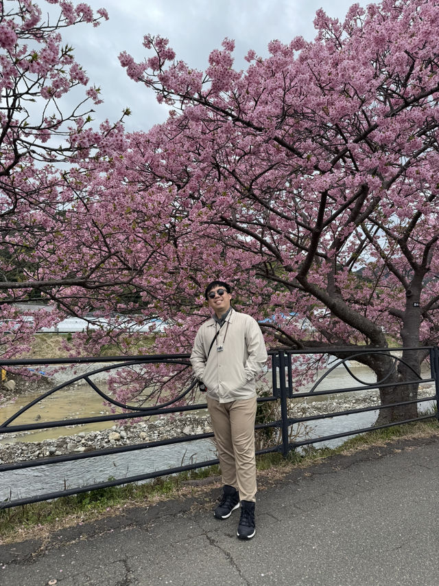 Chasing Petals in Kawazu: A Spring Dream Come True!