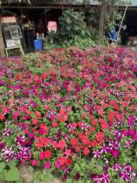 Hustle to Harmony: A Whirlwind Escape to Hanoi