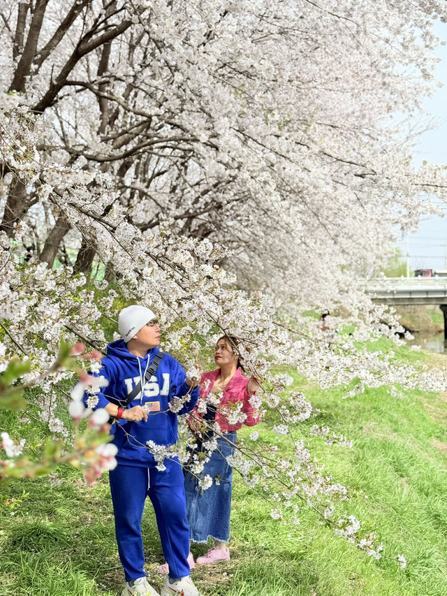 CHERRY BLOSSOMS IN SOUTH KOREA