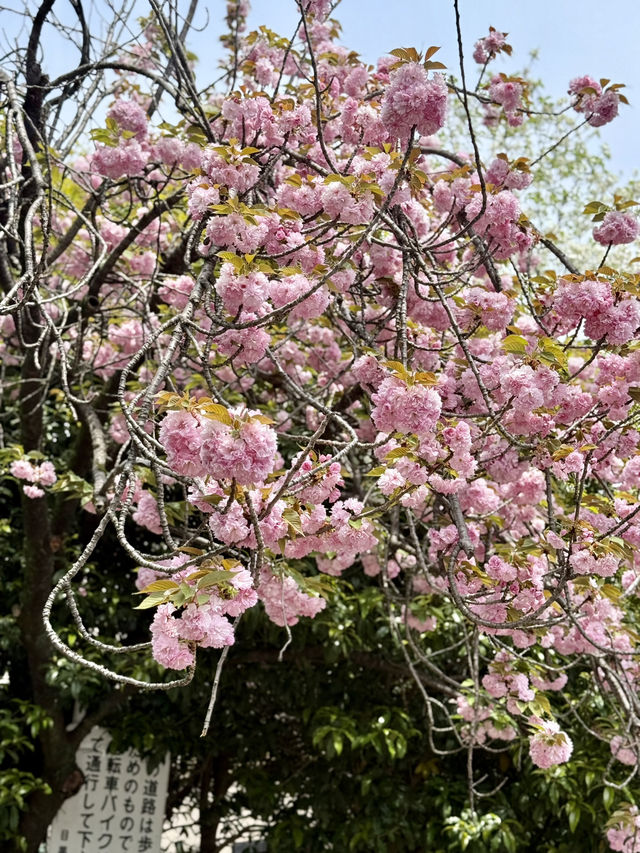 Spring Stroll at Komabano Park🌼