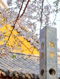 Longhua Temple Cherry Blossom: A Spiritual Retreat in Shanghai