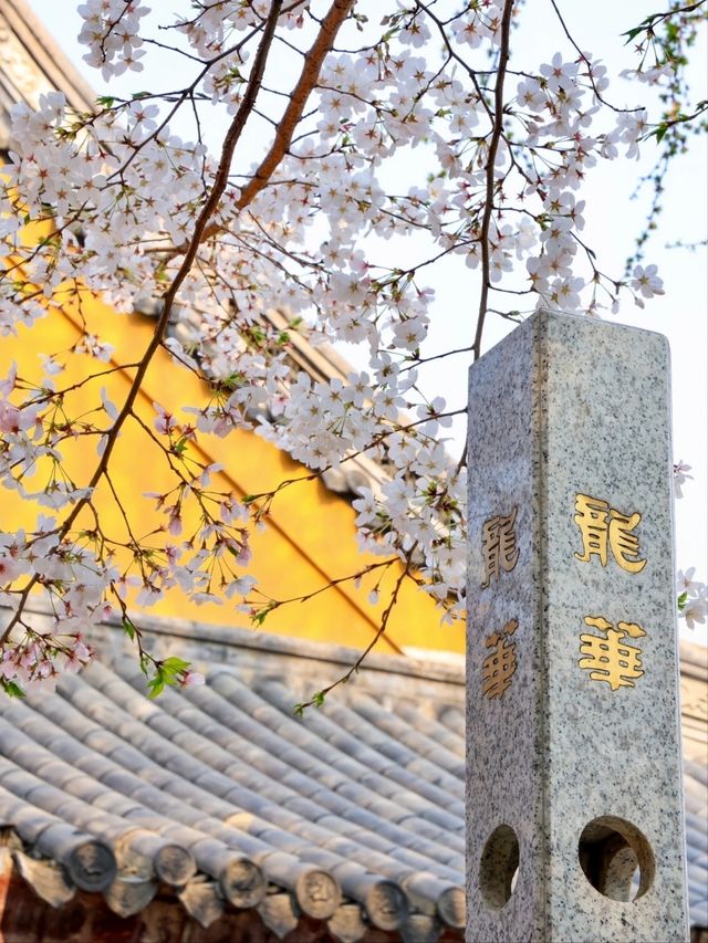 Longhua Temple Cherry Blossom: A Spiritual Retreat in Shanghai