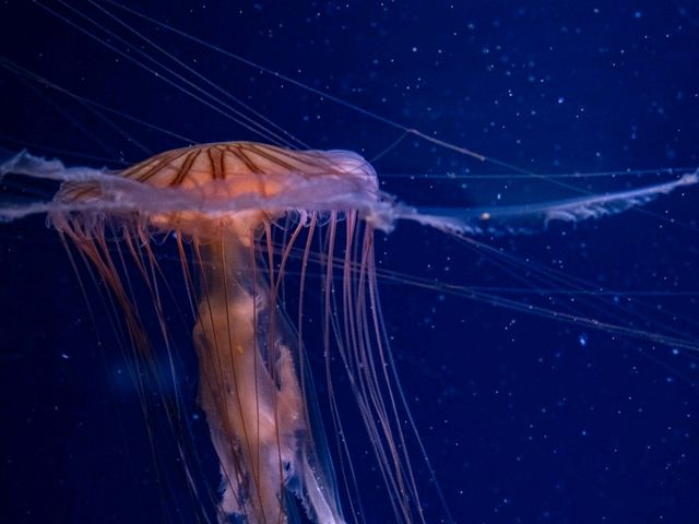 【千葉】きらきらした生き物を見に鴨川シーワールドへ！