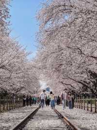 Cherry Blossom Heaven at Jinhae Gunhangje Festival near Busan!