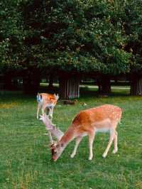 Dunham Massey – The Deer Park Near Manchester