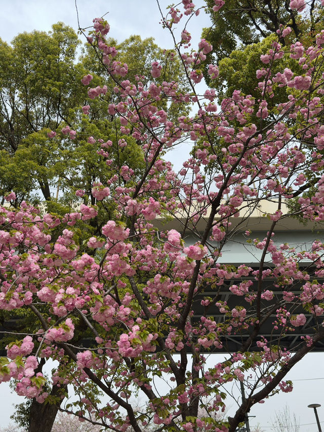 東京｜牛嶋神社的櫻花魅力