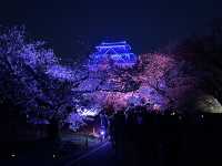 福岡城上視角🌸觀看舞鶴公園的夜櫻燈光秀👏🏻