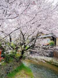 Twilight Petals: Gion Shirakawa’s Hidden Springtime Elegance