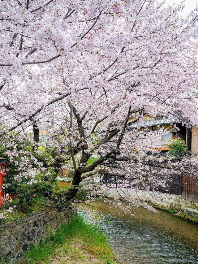 Twilight Petals: Gion Shirakawa’s Hidden Springtime Elegance