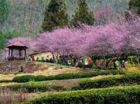 Wuling Farm Cherry Blossoms: Taiwan’s Most Breathtaking Floral Wonderland
