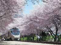 Jinhae Gunhangje Festival: Korea’s Most Spectacular Cherry Blossom Extravaganza**   