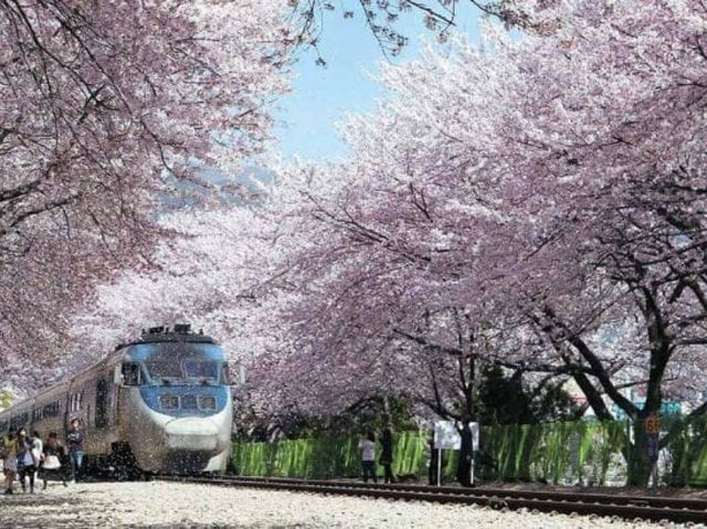 Jinhae Gunhangje Festival: Korea’s Most Spectacular Cherry Blossom Extravaganza**   