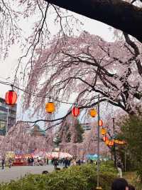 🌸【仙台賞櫻必訪】西公園 × 榴岡公園｜夜櫻絕景、枝垂櫻秘境、美食市集全攻略  🌸