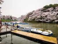 🌸 Kitanomaru Park Sakura Diaries: Picnics, Petals & Perfect Vibes! 🌸