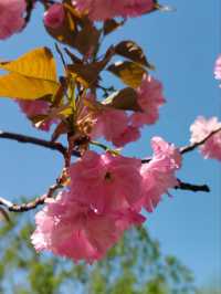 Cherry Blossom Paradise: Discovering the Beauty of Changbai Island Forest Park
