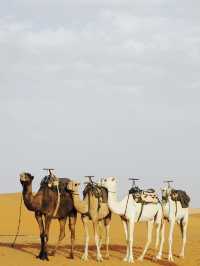 サハラ砂漠🏜️ ラクダに乗ろう〜🐫🏜️💕🇲🇦