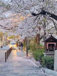 Kyoto Cherry Blossoms in Full Bloom: A Breathtaking Sight with Snow-like Petals 🌸✨