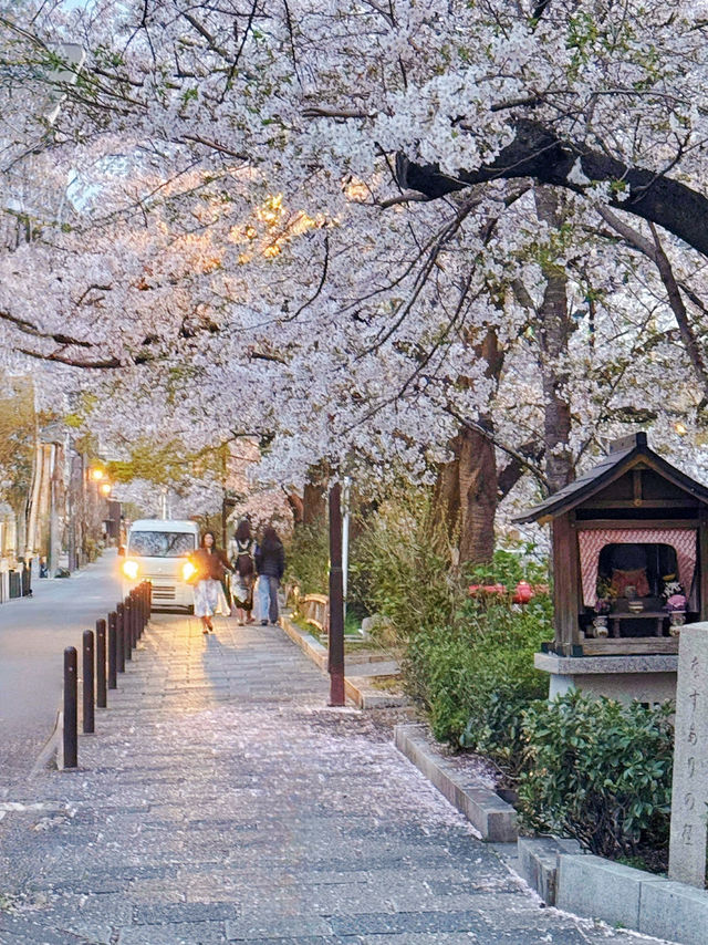 Kyoto Cherry Blossoms in Full Bloom: A Breathtaking Sight with Snow-like Petals 🌸✨