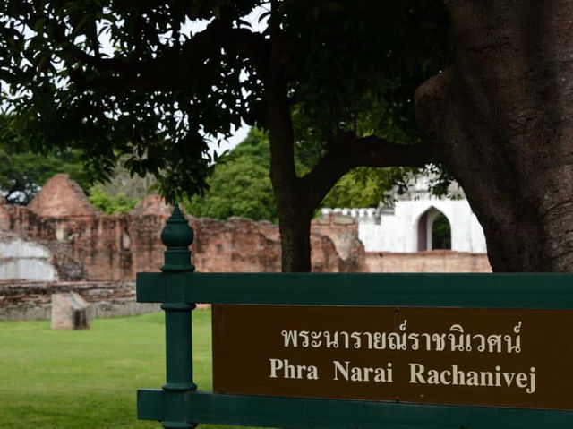 Caught in a monkey —only in Lopburi