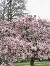 Baden-Baden, Germany | A Cherry Blossom Wonderland That Feels Like Japan in Spring