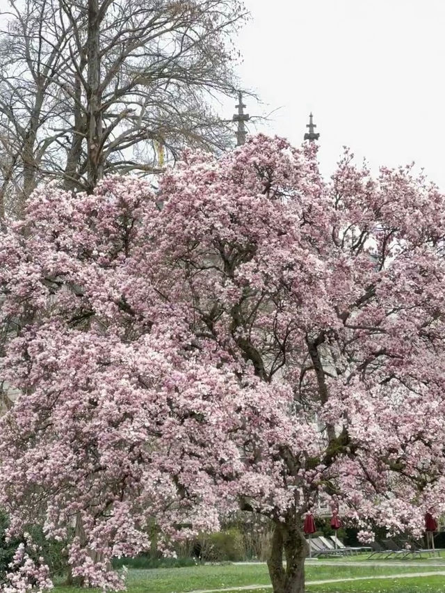 Baden-Baden, Germany | A Cherry Blossom Wonderland That Feels Like Japan in Spring