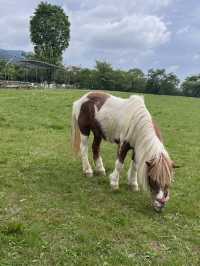 【岐阜県】やぎと散歩ができる？！🐐
