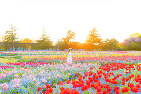 GWここにいこう！花畑【三重】 | Trip.com 桑名
