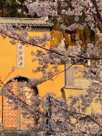 Jiming Temple Cherry Blossoms- Nanjing’s Most Sacred Sakura Spot