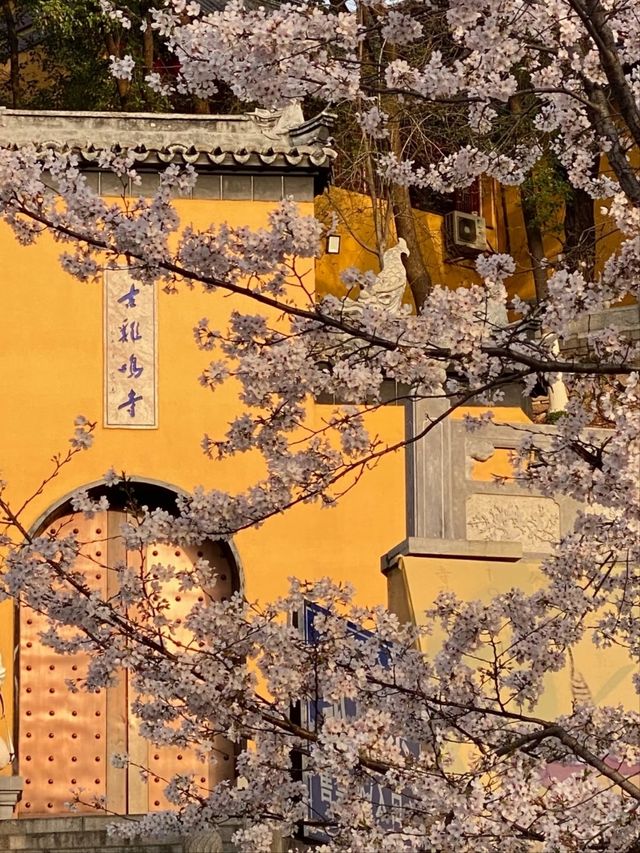 Jiming Temple Cherry Blossoms- Nanjing’s Most Sacred Sakura Spot