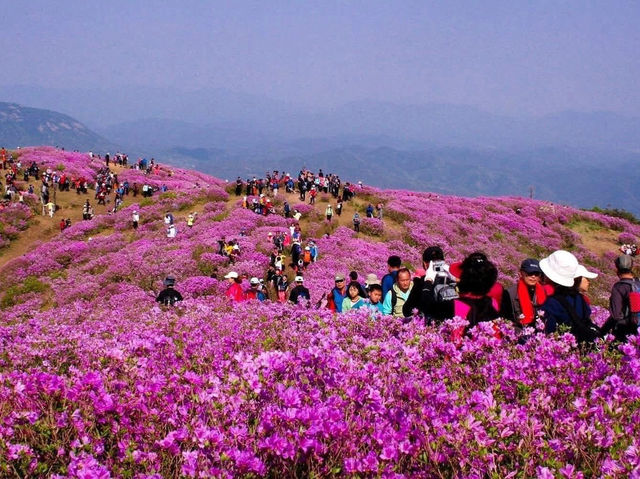 Ngắm Hoa Đỗ Quyên