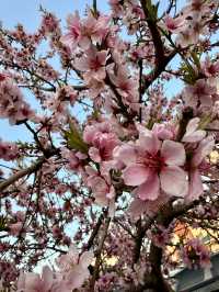 Springtime Magic in Nanchuan-dong: Cherry Blossom Delight