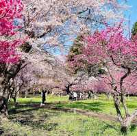 Sakura Blooming at Maruyama Park: A Springtime Delight