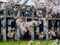 “Whispers of Spring: Sakura Serenity in Yufuin” 