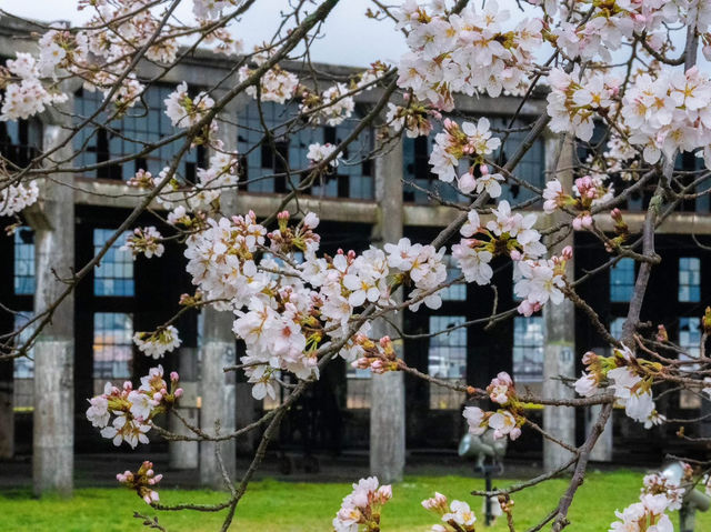 “Whispers of Spring: Sakura Serenity in Yufuin” 