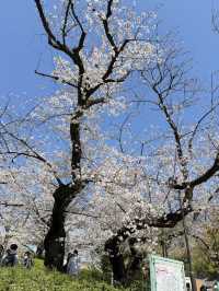 櫻花季in上野公園