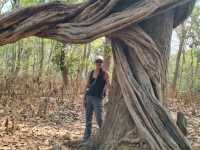 Chitwan National Park: Nepal’s Wild Treasure