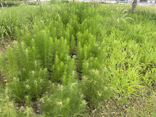 感受繁市中自然與建築藝術結合的魅力✨🌳蠔鄉湖公園🦪 ❤️