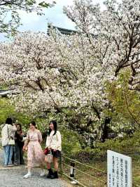 Chill Out With Cherry Blossoms