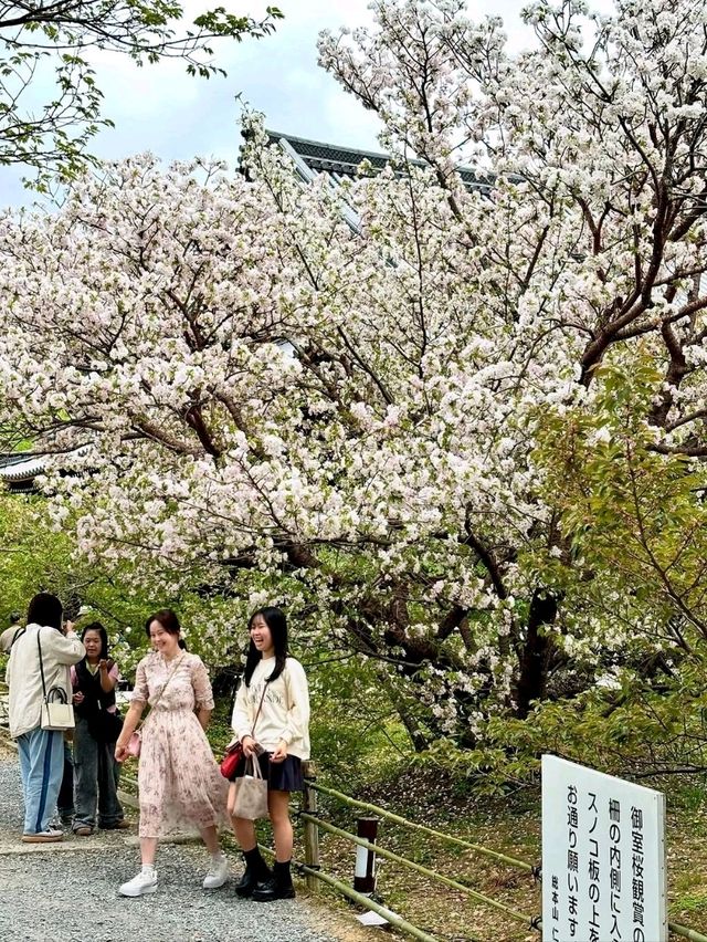 Chill Out With Cherry Blossoms