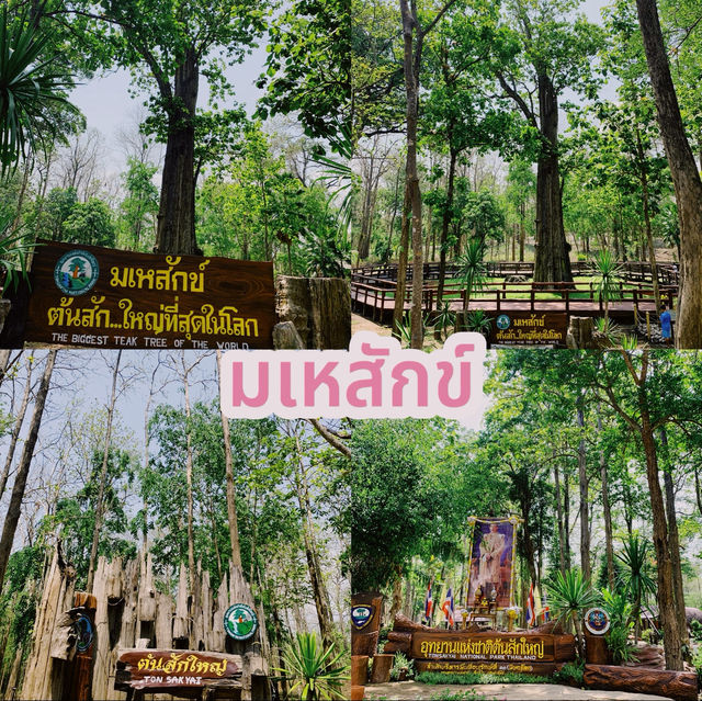 ต้นมเหสักข์