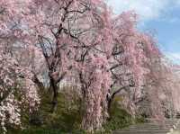 船岡城址公園，仙台近郊居高臨下的賞櫻名所