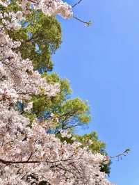 濟州島的春日浪漫：櫻花與海風相隨🌸💕