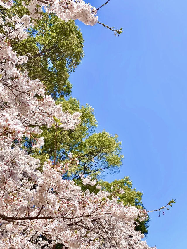 濟州島的春日浪漫：櫻花與海風相隨🌸💕