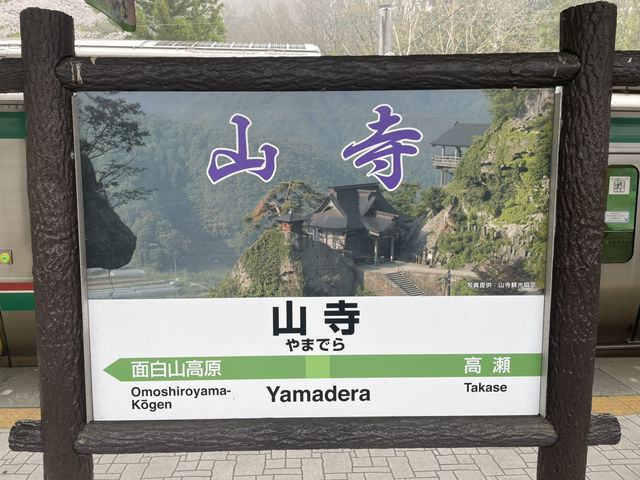 登高又賞櫻 接近四月尾都仲有
