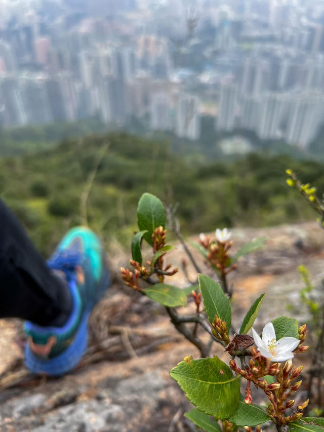 🗺️** 獅子山行山分享：感受香港精神的壯麗之旅**🗺️