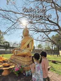 ต้นโพธิ์ที่เก่าแก่ที่สุดในไทยที่ อ.ศรีมโหสถ ปราจีน