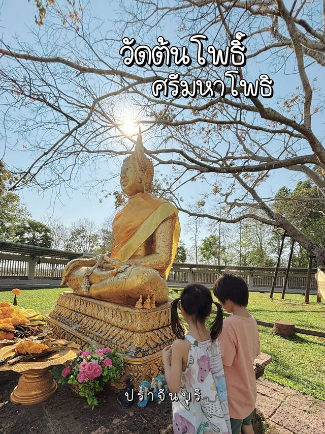 ต้นโพธิ์ที่เก่าแก่ที่สุดในไทยที่ อ.ศรีมโหสถ ปราจีน