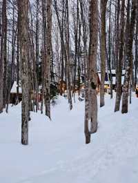 Frozen Beauty & Fairy Lights: Winter Road Trip from Asahikawa to Biei & Furano