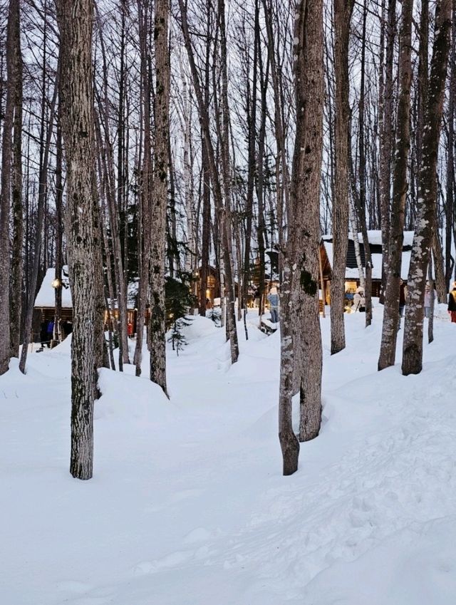 Frozen Beauty & Fairy Lights: Winter Road Trip from Asahikawa to Biei & Furano